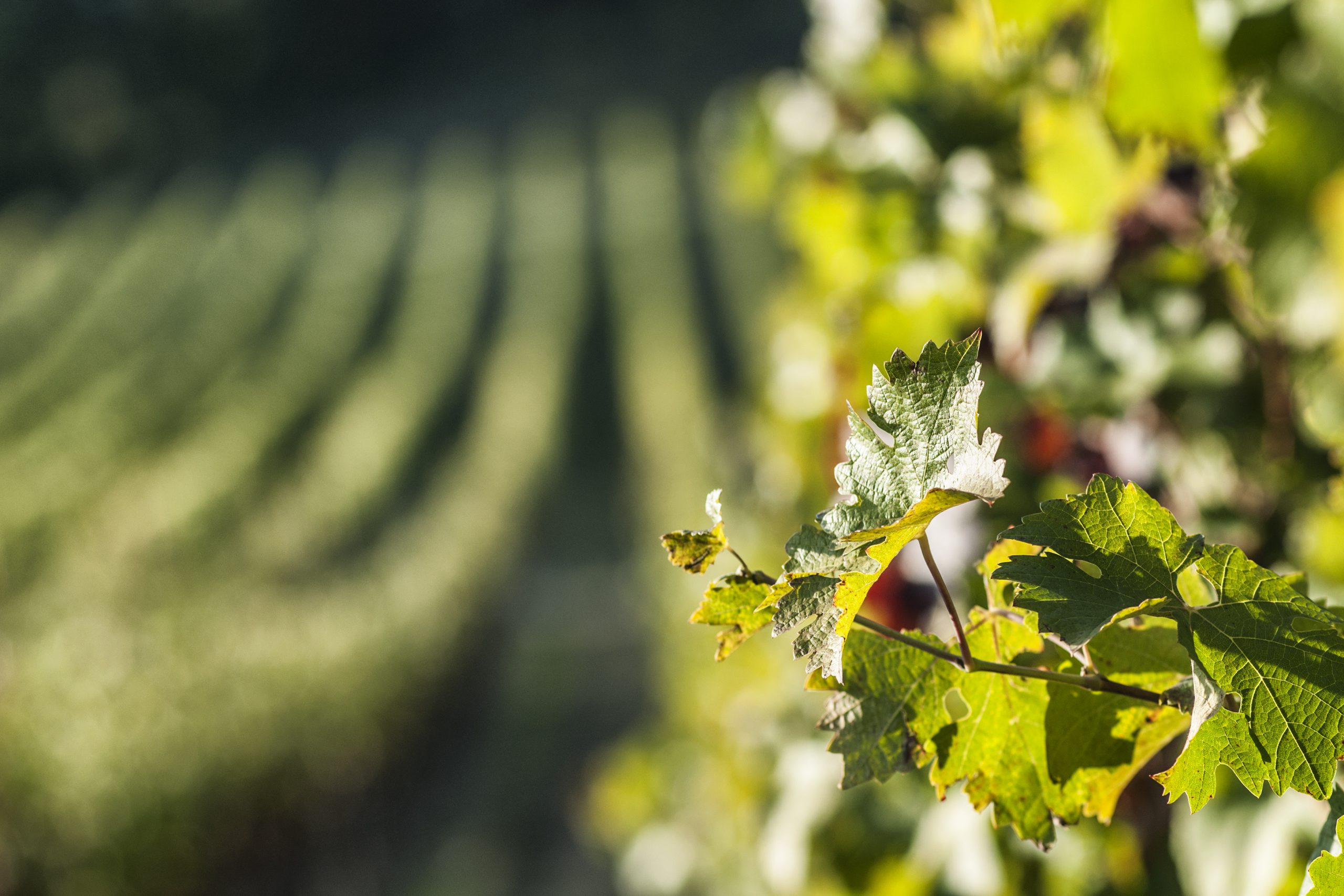 Vigne Chianti Colli Senesi