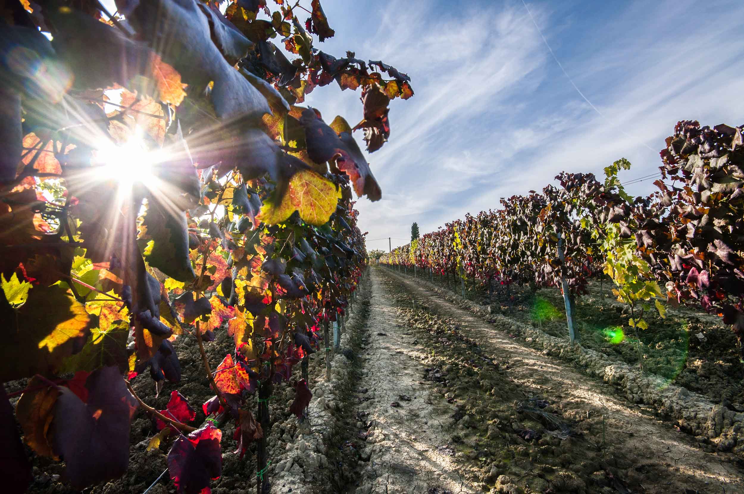 Consorzio Chianti Colli Senesi