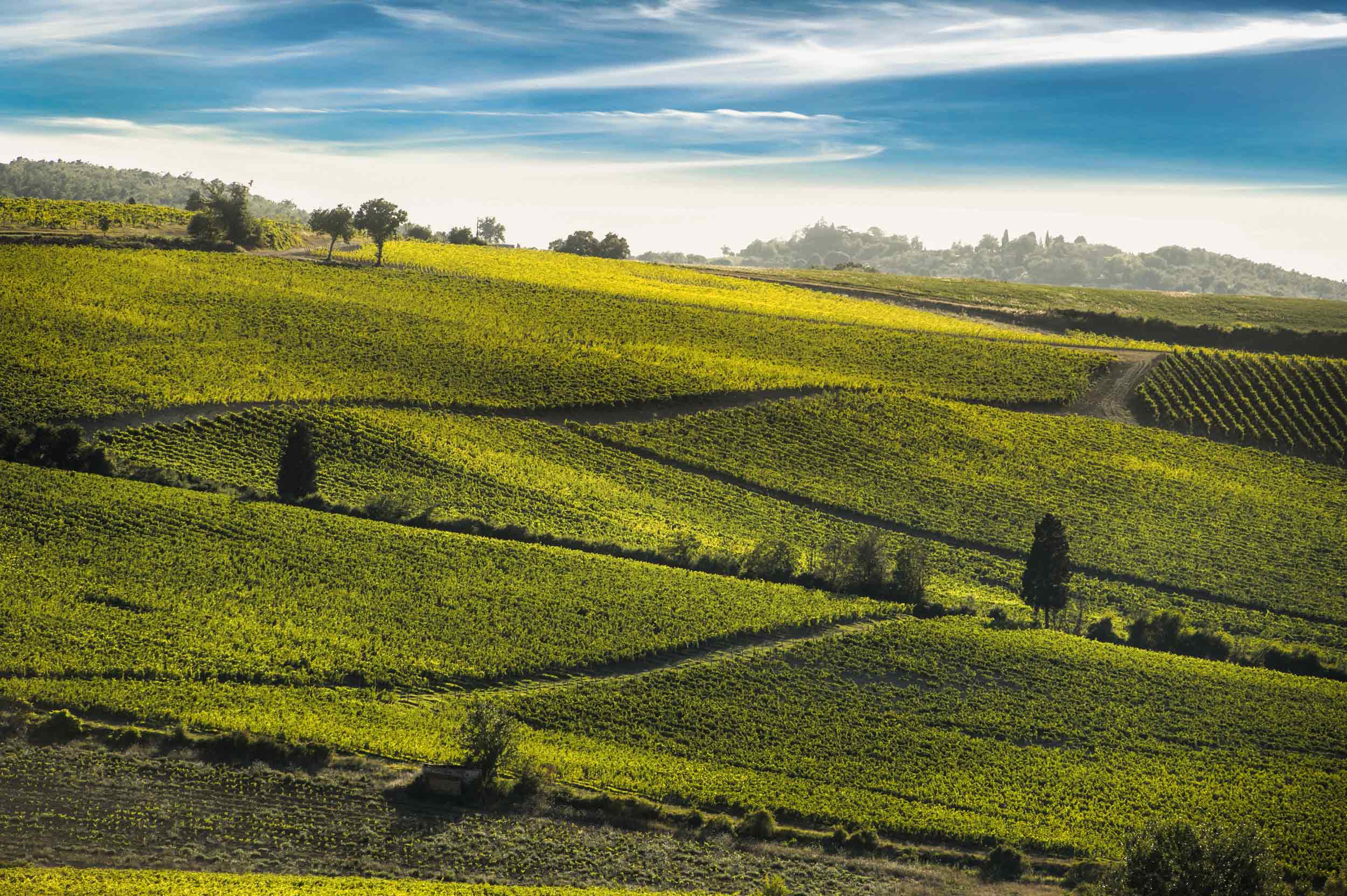 Consorzio Chianti Colli Senesi