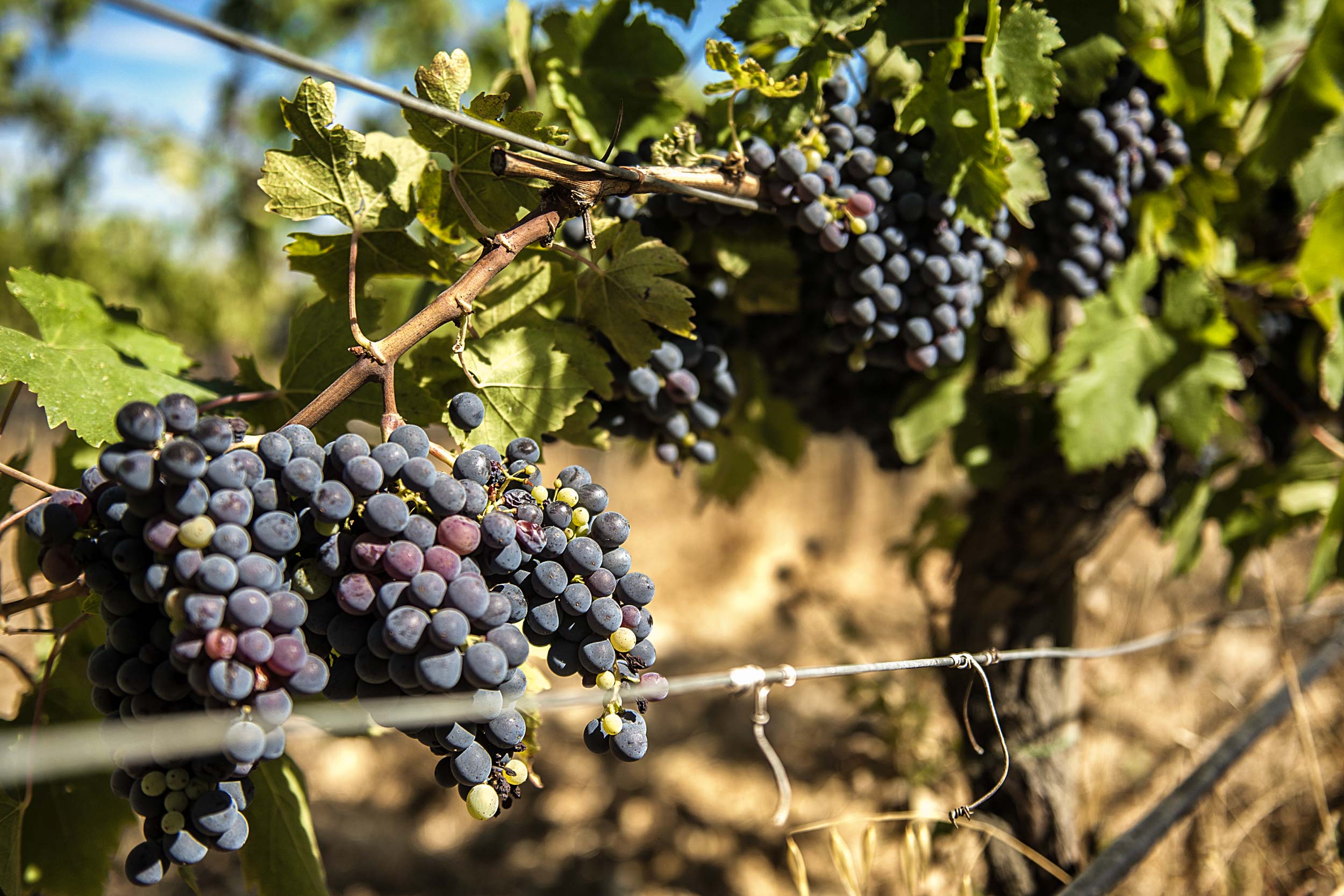 Consorzio Chianti Colli Senesi