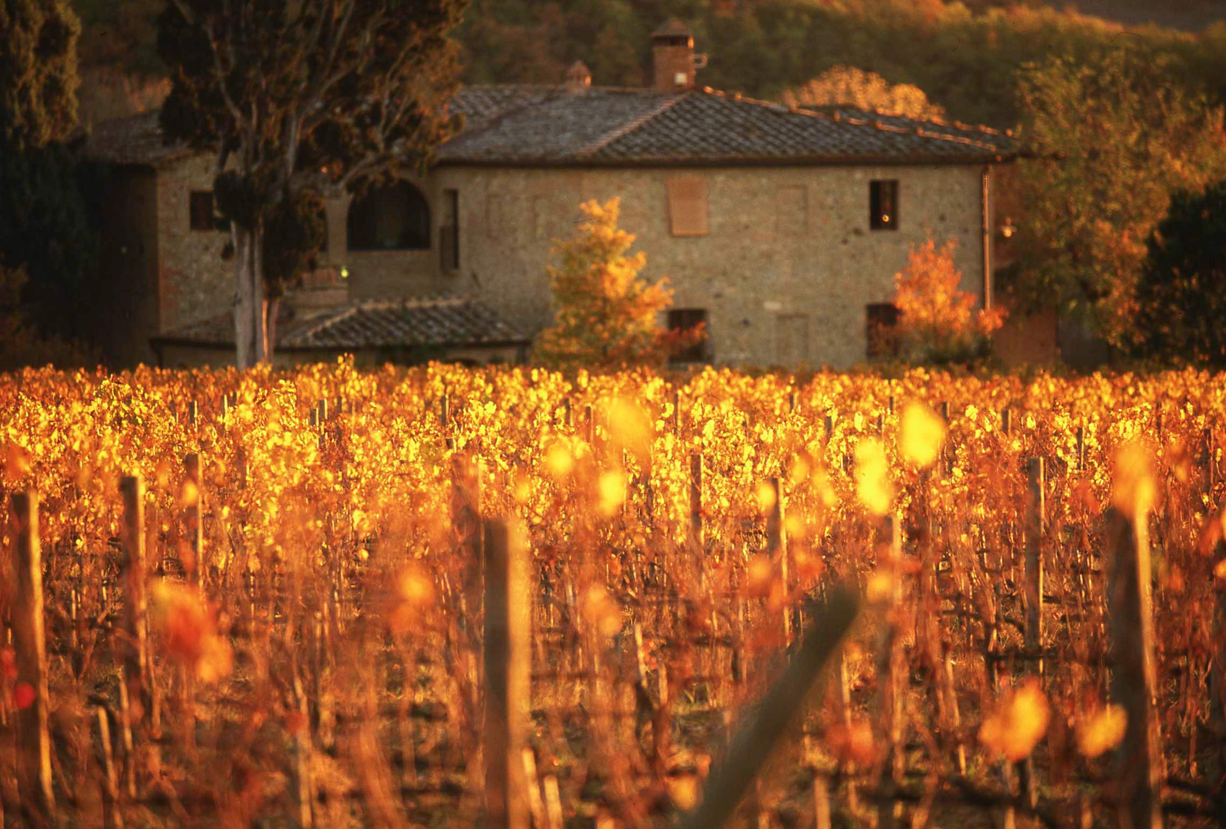 Fattoria Carpineta Fontalpino Castelnuovo Berardenga Siena