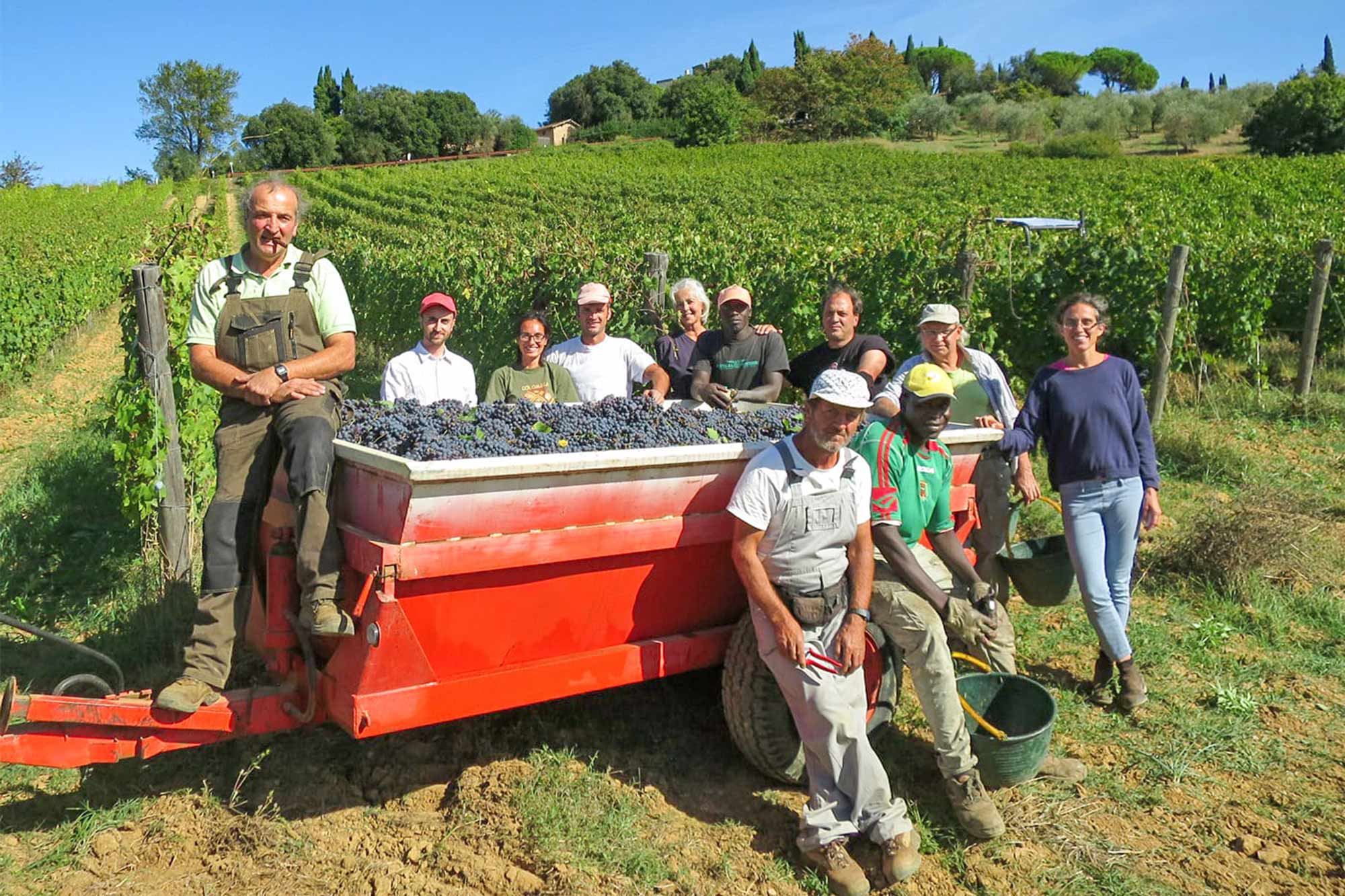 vendemmia villa-torre-alle-tolfe-siena