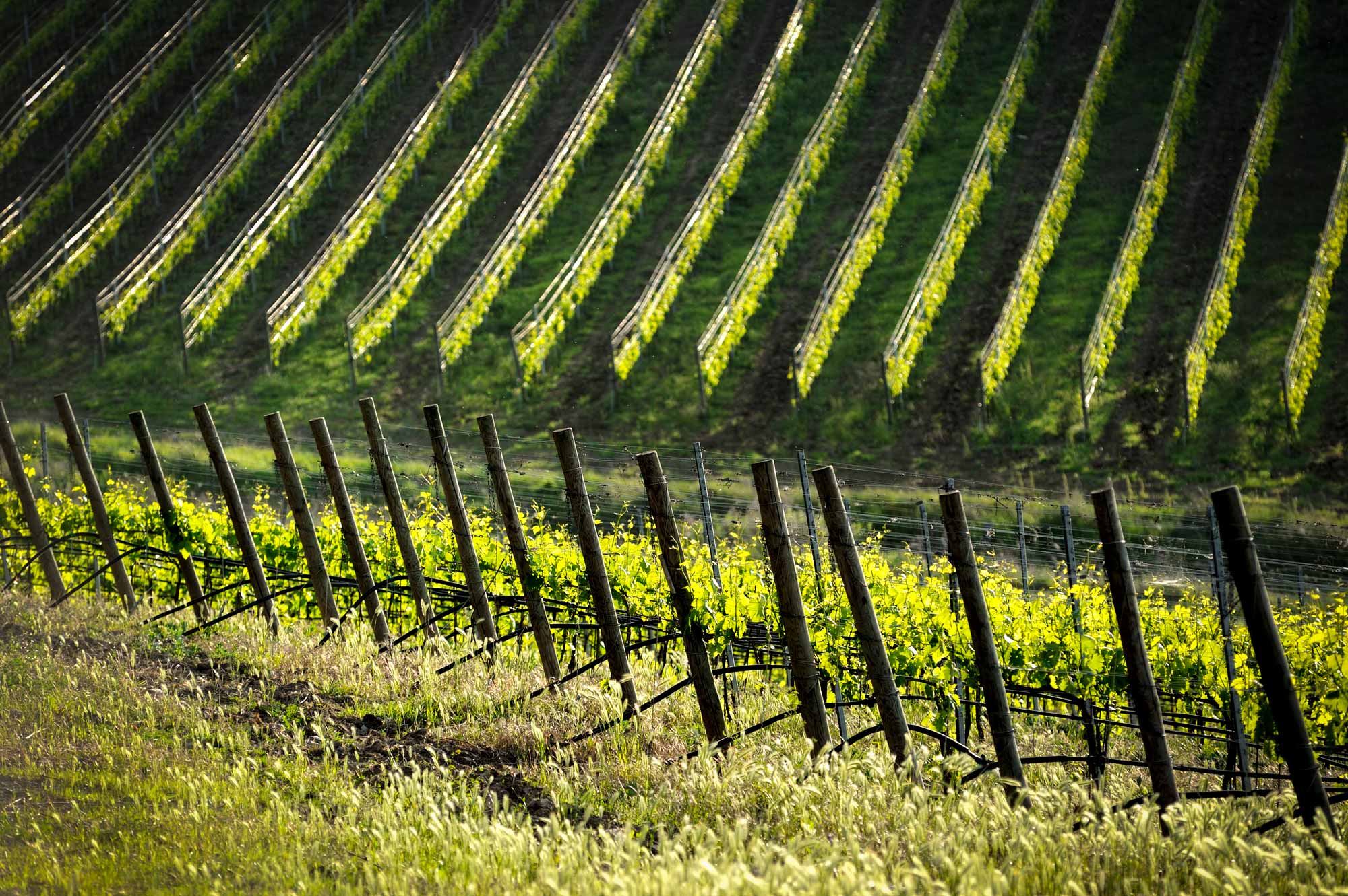 Castello di Farnetella Sinalunga Siena