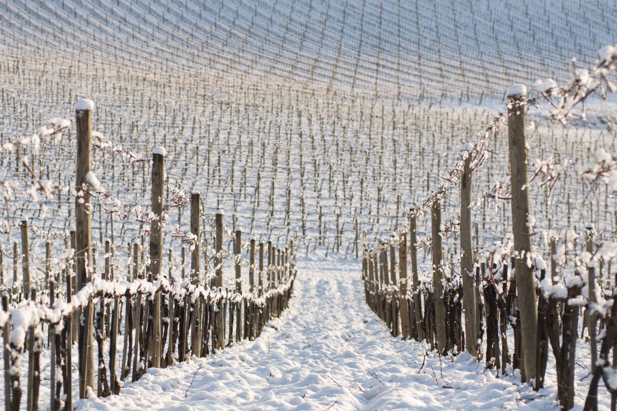 Consorzio Chianti Colli Senesi