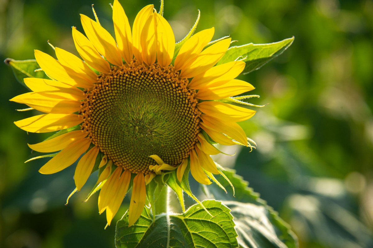 Consorzio Chianti Colli Senesi, Ente di Promozione Aziende vitivinicole a Siena - Toscana