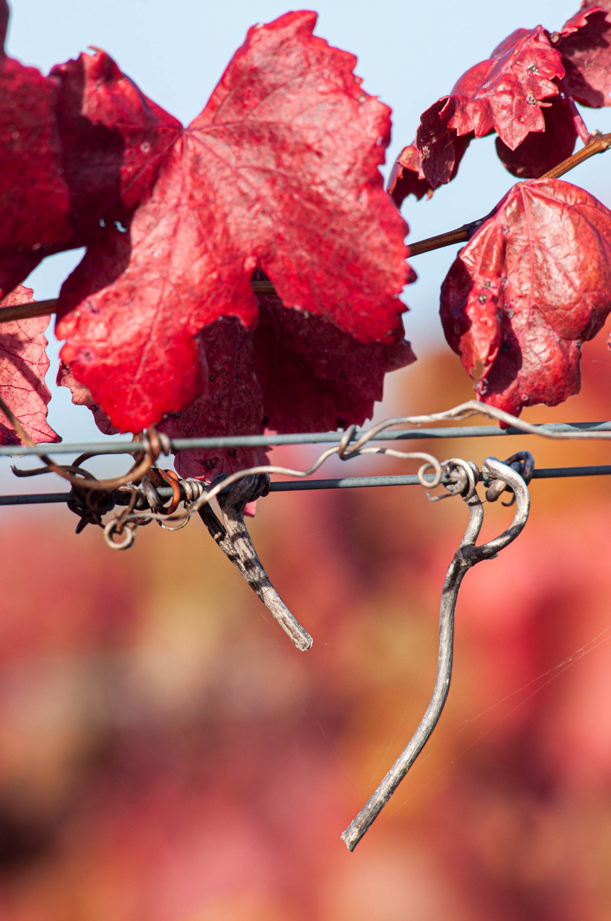 CONSORZIO CHIANTI COLLI SENESI