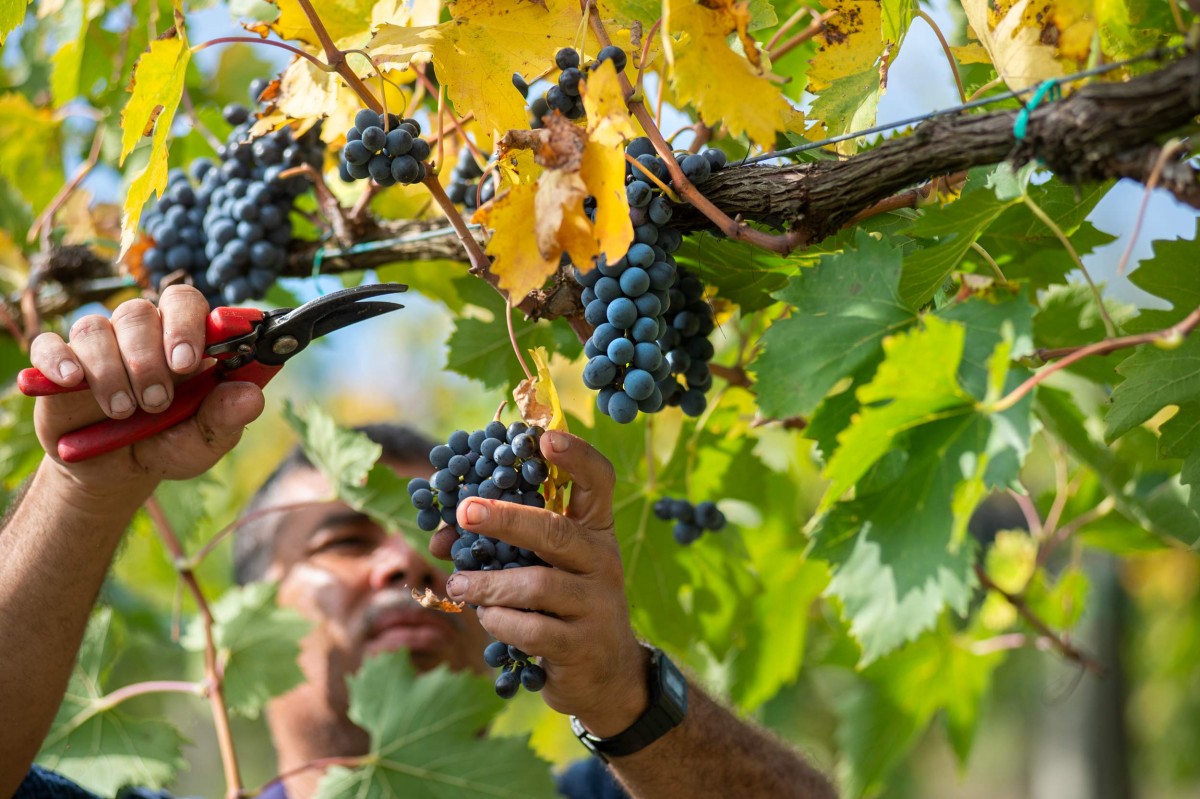 vendemmia chianti colli senesei